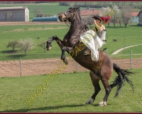 1AMAZONE- 0504